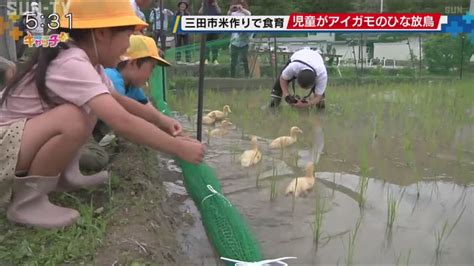 向井 恋 動画|アイガモのひな、小学生が田んぼへ 雑草と害虫食べて 和歌山・ .